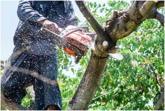 tree services Shell Lake